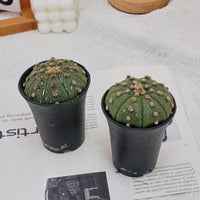 3.5'' Astrophytum Asterias, Rare Live Succulent Plants