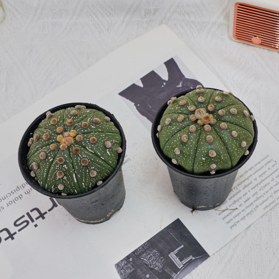 3.5'' Astrophytum Asterias, Rare Live Succulent Plants