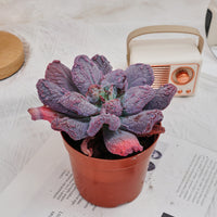 5'' Echeveria Linguas, Rare Live Succulent Plants