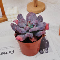 5'' Echeveria Linguas, Rare Live Succulent Plants