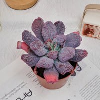 5'' Echeveria Linguas, Rare Live Succulent Plants