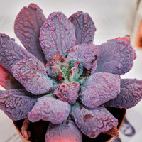 5'' Echeveria Linguas, Rare Live Succulent Plants