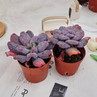 5'' Echeveria Linguas, Rare Live Succulent Plants