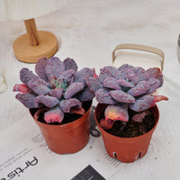 5'' Echeveria Linguas, Rare Live Succulent Plants