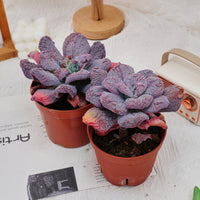 5'' Echeveria Linguas, Rare Live Succulent Plants