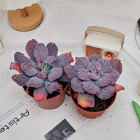 5'' Echeveria Linguas, Rare Live Succulent Plants