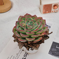5'' Echeveria Morning Dew, Rare Live Succulent Plants