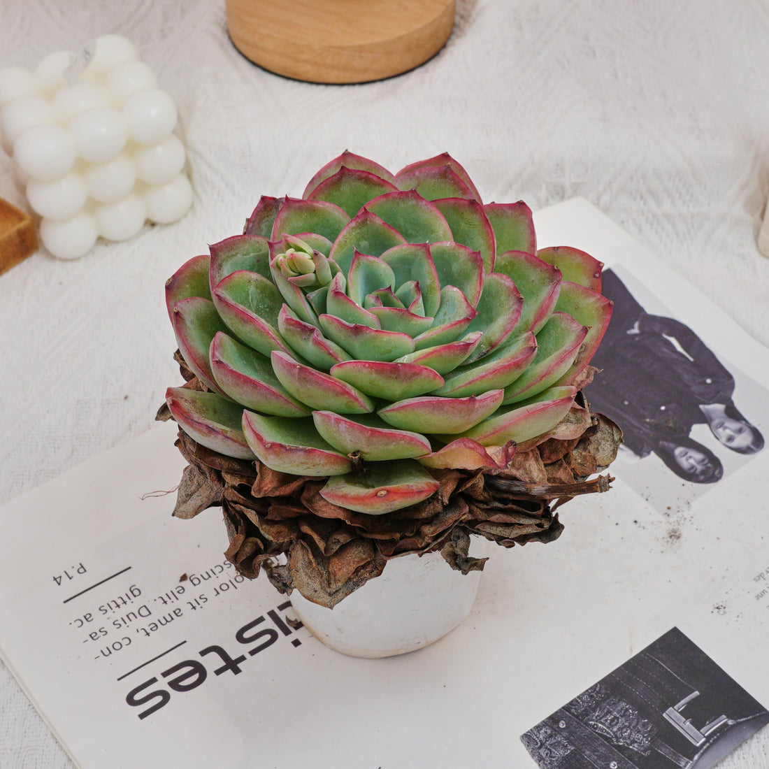 5'' Echeveria Morning Dew, Rare Live Succulent Plants
