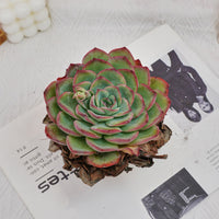 5'' Echeveria Morning Dew, Rare Live Succulent Plants