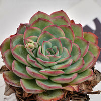 5'' Echeveria Morning Dew, Rare Live Succulent Plants