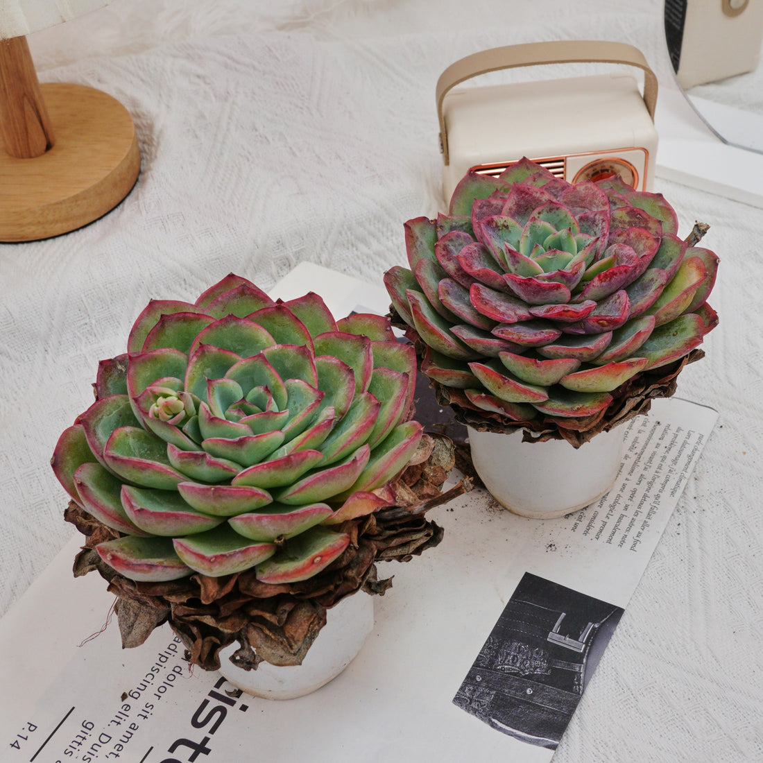 5'' Echeveria Morning Dew, Rare Live Succulent Plants