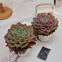 5'' Echeveria Morning Dew, Rare Live Succulent Plants
