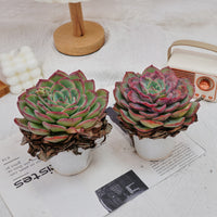 5'' Echeveria Morning Dew, Rare Live Succulent Plants