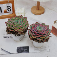 5'' Echeveria Morning Dew, Rare Live Succulent Plants