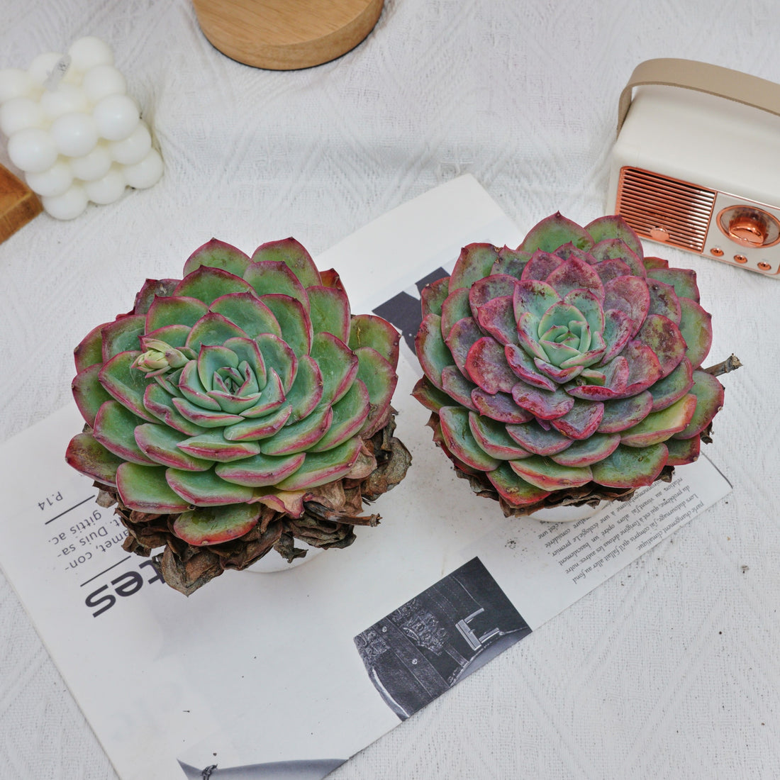 5'' Echeveria Morning Dew, Rare Live Succulent Plants
