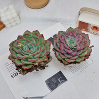 5'' Echeveria Morning Dew, Rare Live Succulent Plants