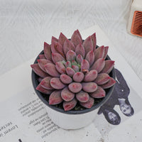 4'' Echeveria Cherry, Rare Live Succulent Plants