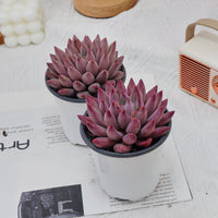 4'' Echeveria Cherry, Rare Live Succulent Plants