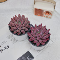 4'' Echeveria Cherry, Rare Live Succulent Plants