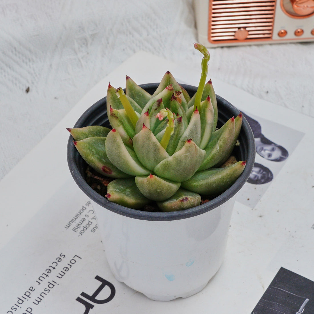 4'' Echeveria Agavoides Lipstick Variegated, Rare Live Succulent Plants