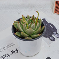4'' Echeveria Agavoides Lipstick Variegated, Rare Live Succulent Plants