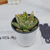 4'' Echeveria Agavoides Lipstick Variegated, Rare Live Succulent Plants