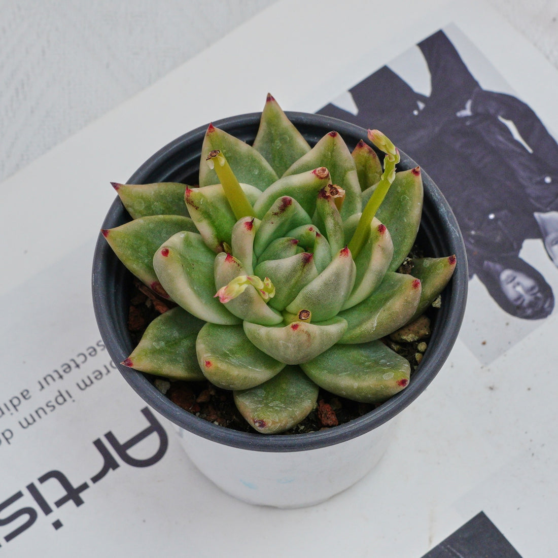 4'' Echeveria Agavoides Lipstick Variegated, Rare Live Succulent Plants