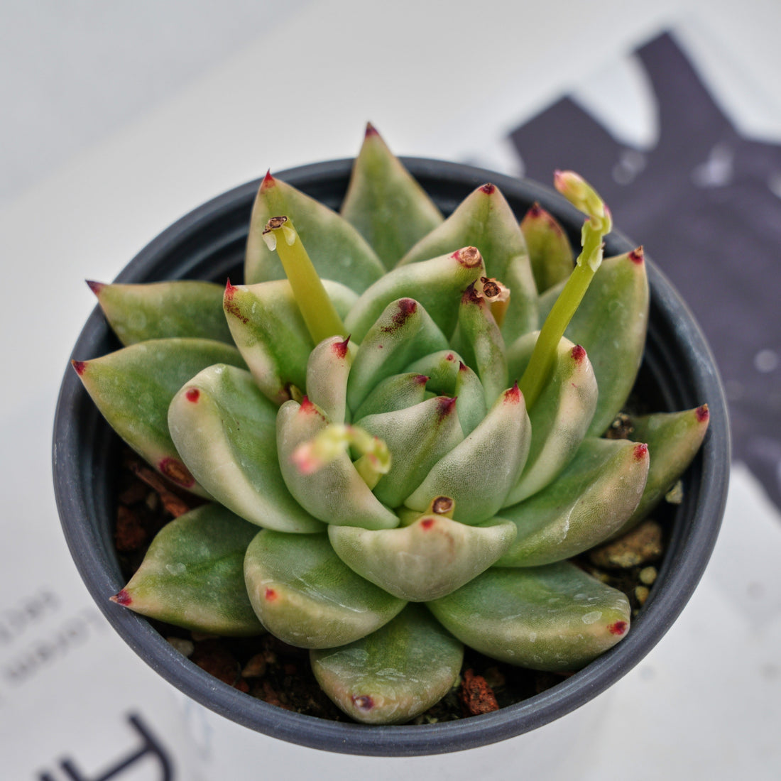 4'' Echeveria Agavoides Lipstick Variegated, Rare Live Succulent Plants