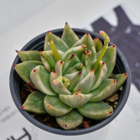 4'' Echeveria Agavoides Lipstick Variegated, Rare Live Succulent Plants