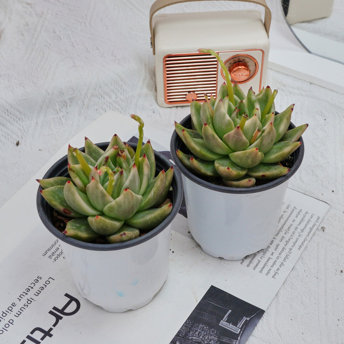 4'' Echeveria Agavoides Lipstick Variegated, Rare Live Succulent Plants