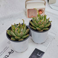 4'' Echeveria Agavoides Lipstick Variegated, Rare Live Succulent Plants