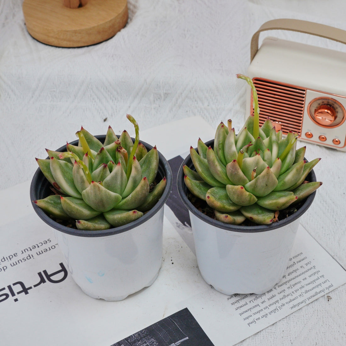 4'' Echeveria Agavoides Lipstick Variegated, Rare Live Succulent Plants