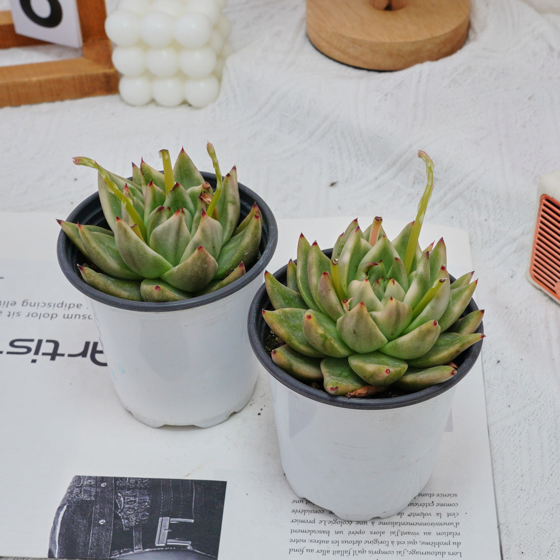 4'' Echeveria Agavoides Lipstick Variegated, Rare Live Succulent Plants