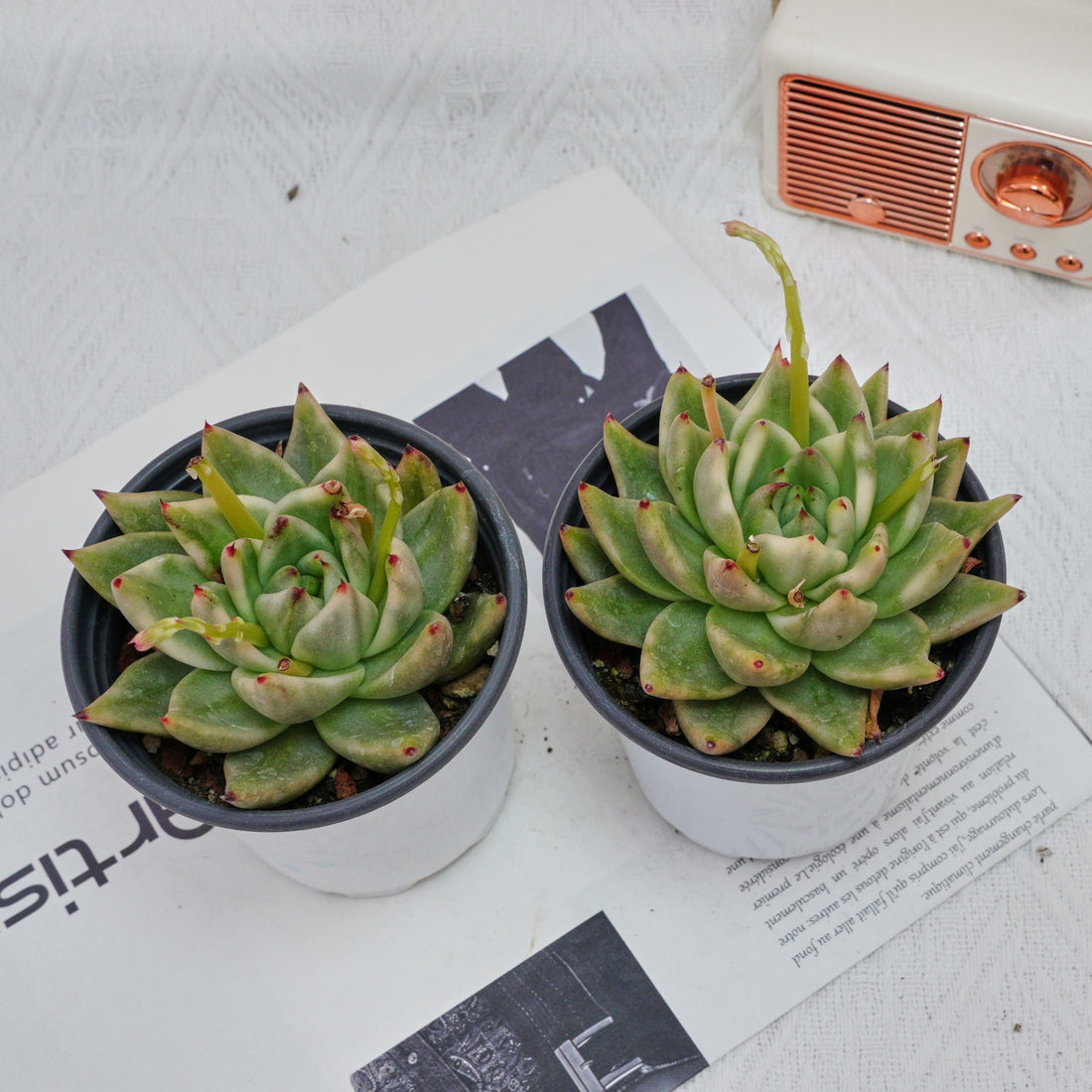 4'' Echeveria Agavoides Lipstick Variegated, Rare Live Succulent Plants