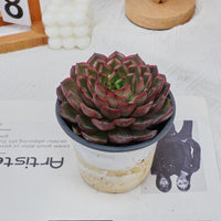 5'' Echeveria Black Feather, Rare Live Succulent Plants