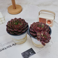 5'' Echeveria Black Feather, Rare Live Succulent Plants