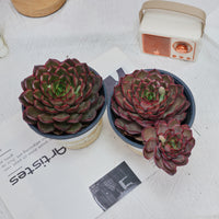 5'' Echeveria Black Feather, Rare Live Succulent Plants