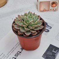 5'' Echeveria Hera Variegated, Rare Live Succulent Plants