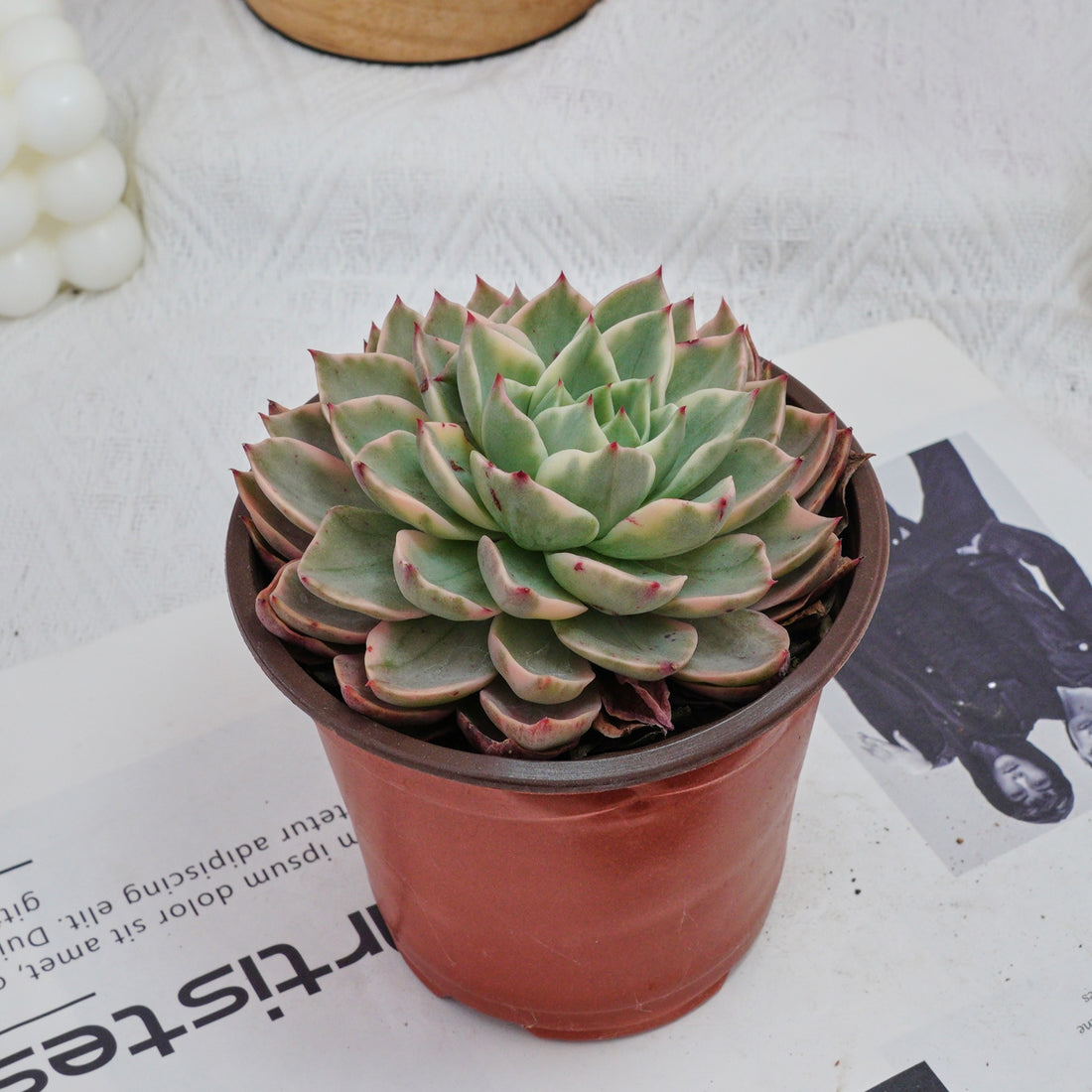 5'' Echeveria Hera Variegated, Rare Live Succulent Plants