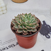 5'' Echeveria Hera Variegated, Rare Live Succulent Plants