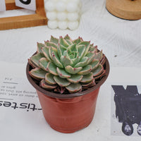 5'' Echeveria Hera Variegated, Rare Live Succulent Plants
