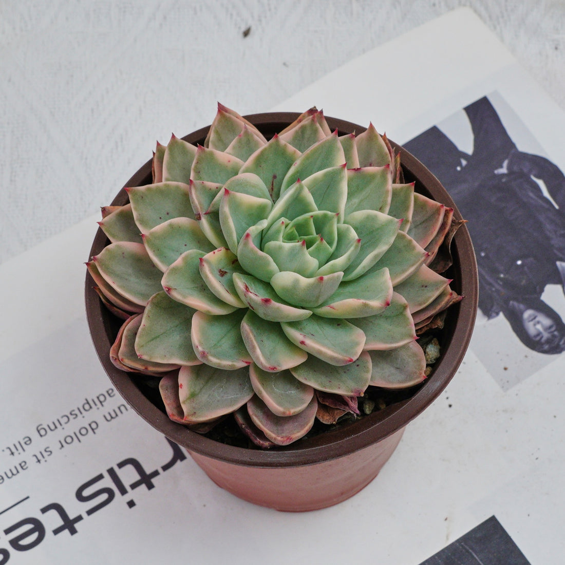 5'' Echeveria Hera Variegated, Rare Live Succulent Plants