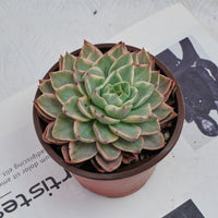 5'' Echeveria Hera Variegated, Rare Live Succulent Plants