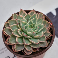 5'' Echeveria Hera Variegated, Rare Live Succulent Plants