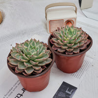 5'' Echeveria Hera Variegated, Rare Live Succulent Plants