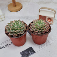 5'' Echeveria Hera Variegated, Rare Live Succulent Plants