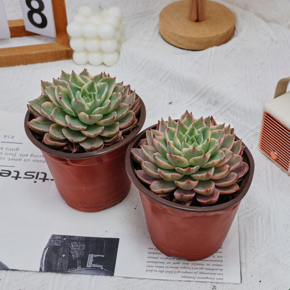 5'' Echeveria Hera Variegated, Rare Live Succulent Plants