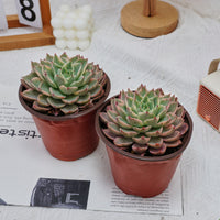 5'' Echeveria Hera Variegated, Rare Live Succulent Plants