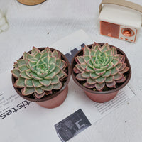 5'' Echeveria Hera Variegated, Rare Live Succulent Plants