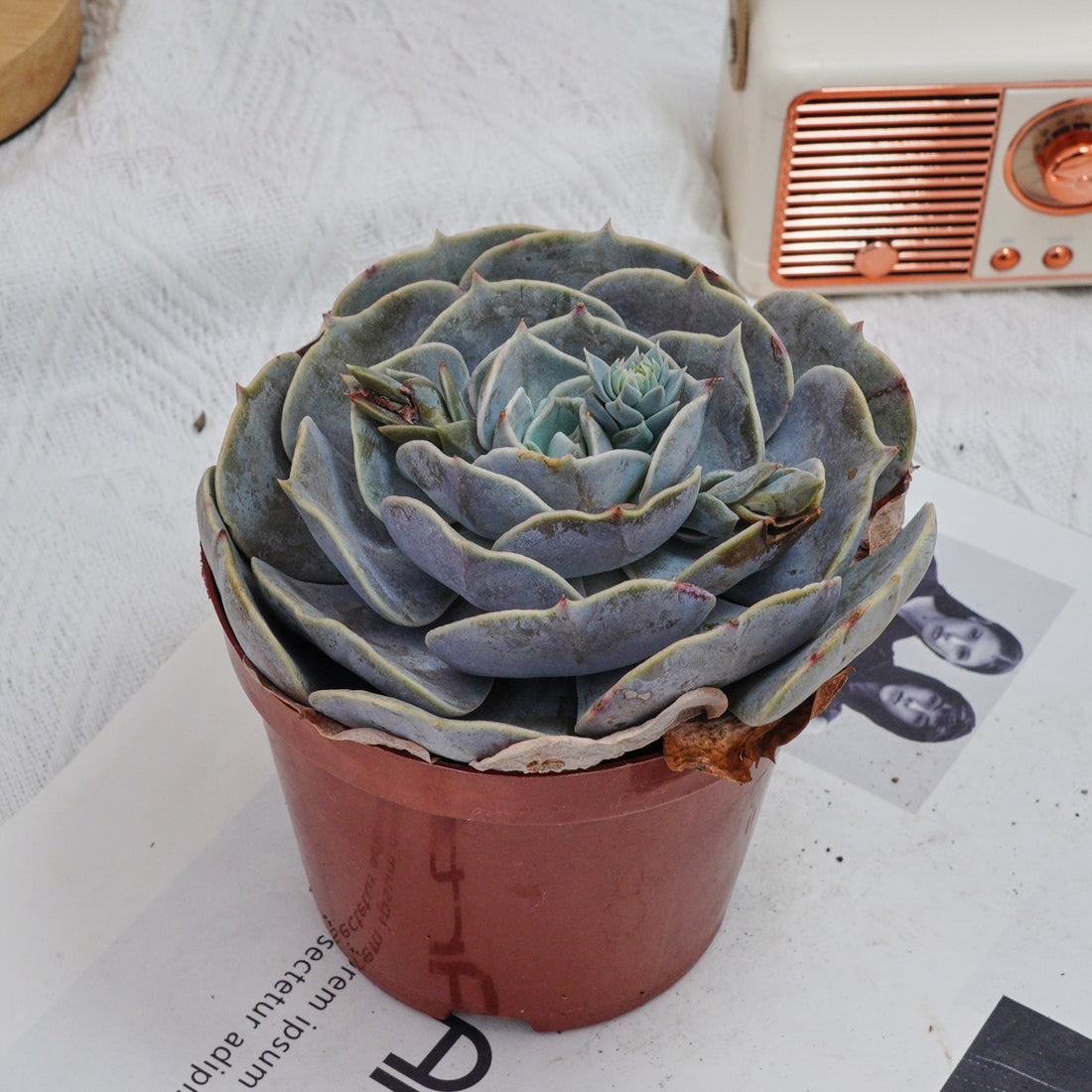 5'' Echeveria Pollux, Rare Live Succulent Plants